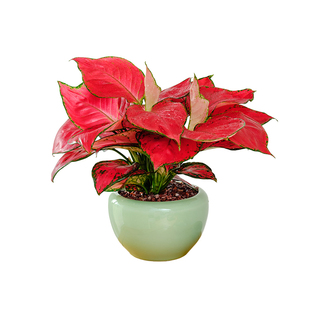 【灵犀物造】栀恋吉利红如意皇后盆栽室内四季好养绿植桌面植物