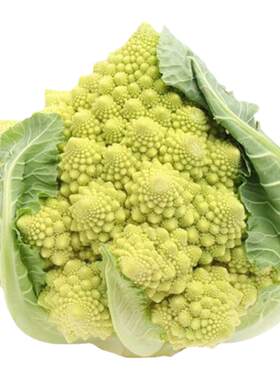 宝塔花椰菜种子特色菜花