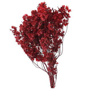 迎客豆蝴蝶花干花永生花年宵花过年节日红色喜庆客厅装饰插花真花