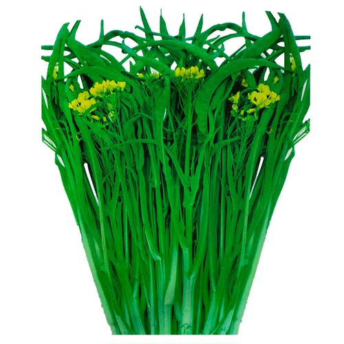 柳叶菜心种籽广西油菜籽种秋冬季柳尖菜心种细梗好吃甜菜心种子