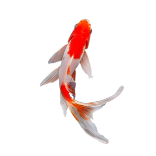 顺丰纯种锦鲤活鱼观赏鱼小型淡水草金鱼养不死好养耐活冷水鱼鲤鱼