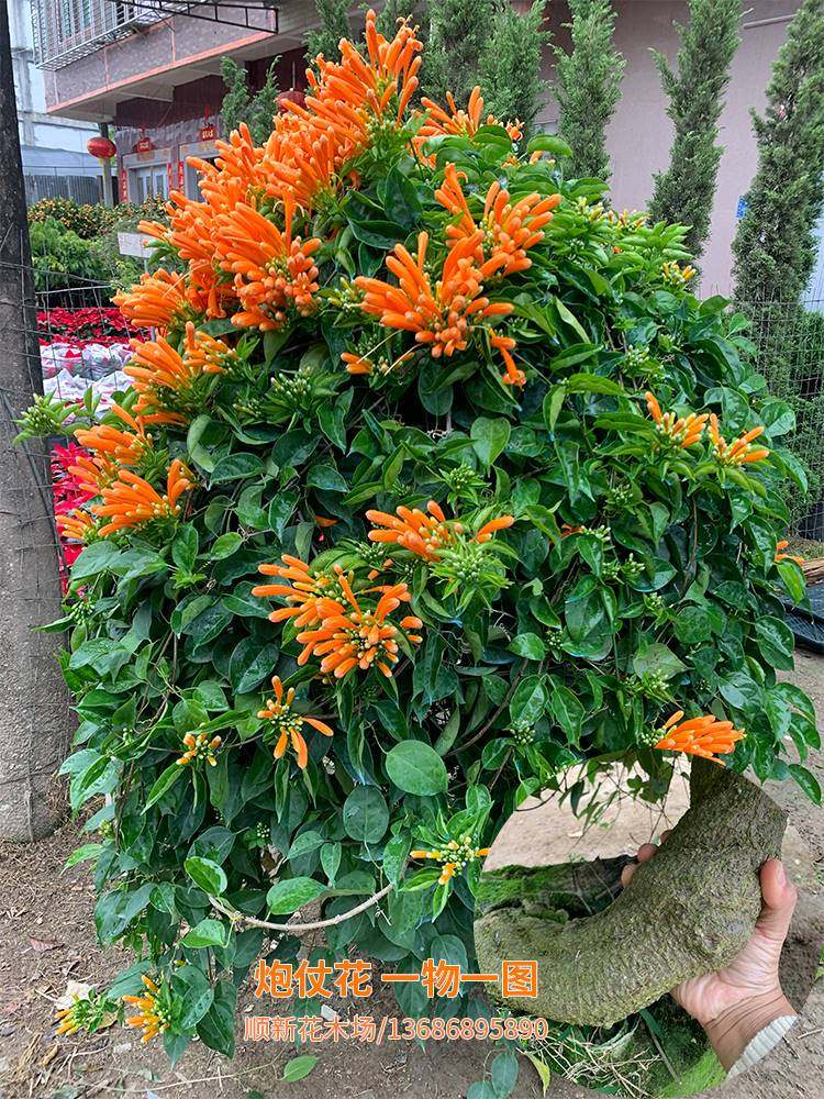 炮仗花苗 攀爬植物 四季 鞭炮花苗 攀援花卉红爆竹花围墙花