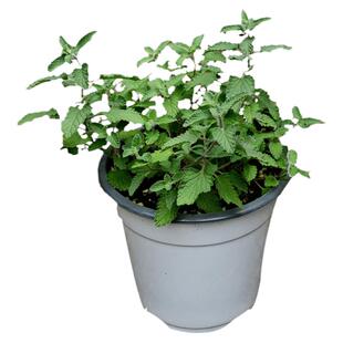 猫薄荷荆芥苗盆栽带土大叶小叶香草植物阳台庭院室内外四季种易活
