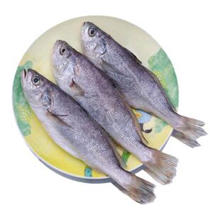 东海白菇鱼20斤冷冻海鲜水产新鲜白姑鱼黄姑鱼食堂快餐食材商用