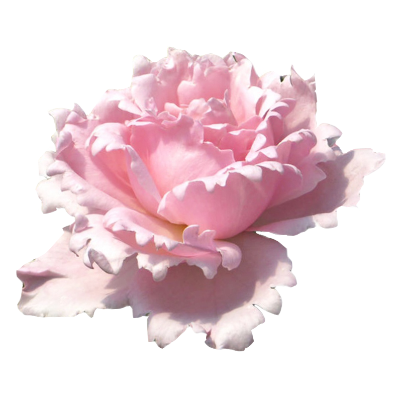 索菲罗莎月季花大苗特大花浓香型