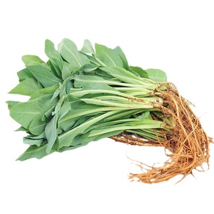 板蓝根种子 野菜中药材种子 菘蓝籽保健养生菜 清热解毒 大青叶