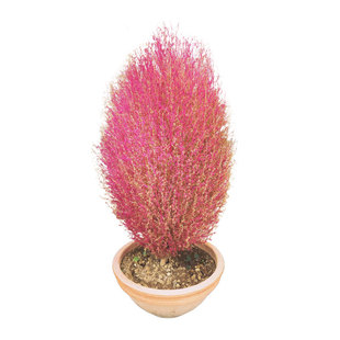 红叶地肤种子100粒网红观赏细叶扫帚草籽花镜室外阳台盆栽春季播