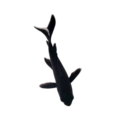 冷水活体金鱼观赏鱼黑锦鲤黑草金