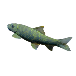 墨头鱼除藻工具鱼 擦玻璃 吃鱼便吃褐藻耐寒冷水观赏鱼底层清道夫