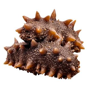 海浪岛鲜食海参王开袋即食大连辽参非淡干参速食底播海叁野生海生