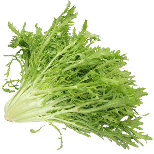 荷兰细叶苦苣种子种籽黄心苦菊苦菜四季盆栽蔬菜孑子菜籽菜种莱