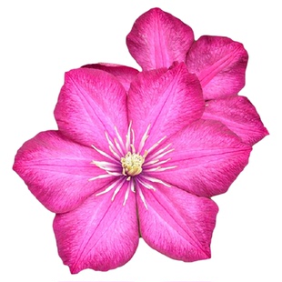 虹越铁线莲苗乌托邦科琳海风约瑟芬f系庭院阳台耐寒好养盆栽爬藤