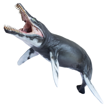 PNSO海洋博物馆克柔龙杰夫模型