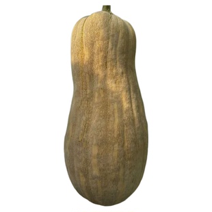 甜滋蜜本南瓜种子密本南瓜秘本蔬菜籽长四季春夏大果蔬北京农科院