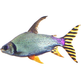 泰国鲫双线侧中层鱼金凤鱼银凤鱼柠檬鲫清理鱼龙鱼配鱼直纹飞凤鱼