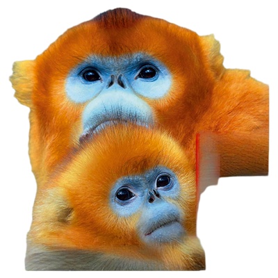 小聪仔科普版 杂志2026年全年杂志订阅6月起订 少儿益智科普期刊 开发智力增长知识儿童期刊