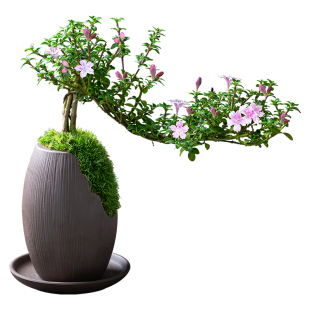 红花六月雪盆景悬崖老桩花卉盆景办公室内好养小盆栽绿植创意造型