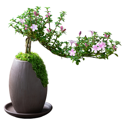 红花六月雪盆景悬崖老桩花卉盆景办公室内好养小盆栽绿植创意造型