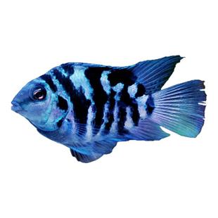 迷你鹦鹉鱼观赏鱼小型淡水热带观赏鱼苗三湖慈鲷宝蓝白金公母小鱼