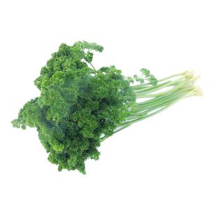 【老一生鲜】 荷兰芹500g新鲜西餐蔬菜 反西蕃茜洋芫荽法香