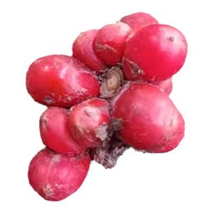 金边万年青乔迁之喜吉祥花卉中华青叶客厅阳台盆栽绿植四季常青