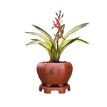 送盆土肥】名贵有香味的兰花苗 大花荷瓣江山美人 冬带花苞卉盆栽