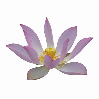 《纤手》姜永慧微莲苑微型碗莲