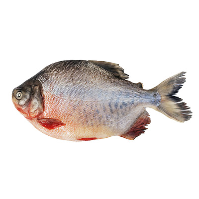 新鲜红鲳鱼鲜活速冻超大号冷冻鲳鱼平鱼水产红腹鲳鱼银鲳整箱包邮