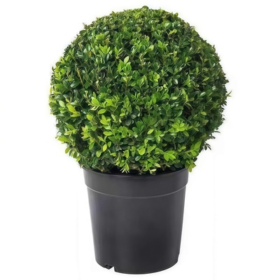 冬青球四季常青美观大方