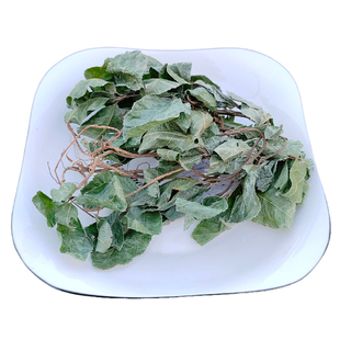 深山野外生长矮地茶 紫金牛不出林 平地木 矮地樟 地茶新鲜苗药材