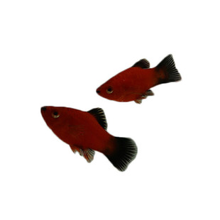 黑尾月光鱼牡丹鱼红剑鱼热带观赏鱼淡水鱼小型可繁殖胎生鱼活体鱼