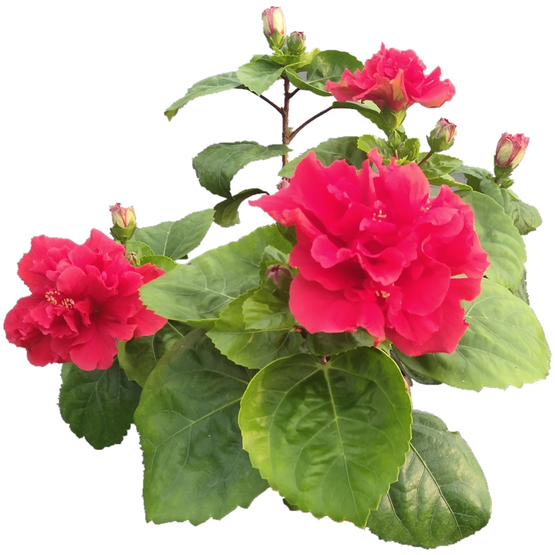 进口朱瑾花苗盆栽丹麦木槿扶桑花庭院阳台夏秋季耐热耐晒观花植物