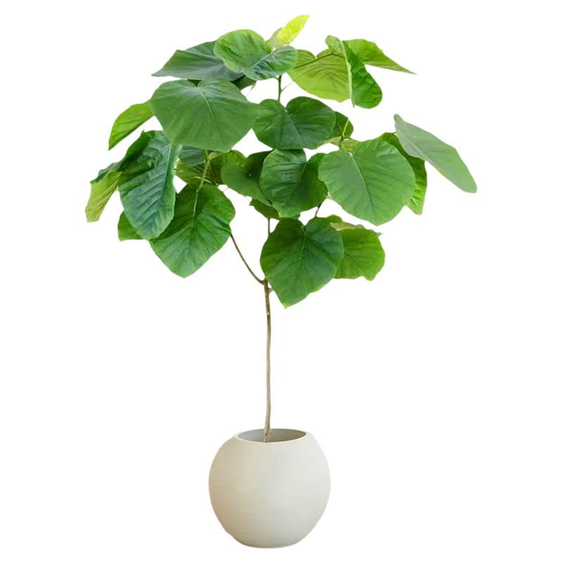特级爱心榕网红绿植盆栽耐阴好养