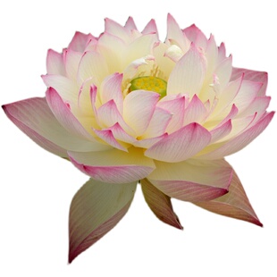 【魔手】碗莲乌托邦-中小型 阳台 庭院盆栽水生花卉观赏荷花种藕