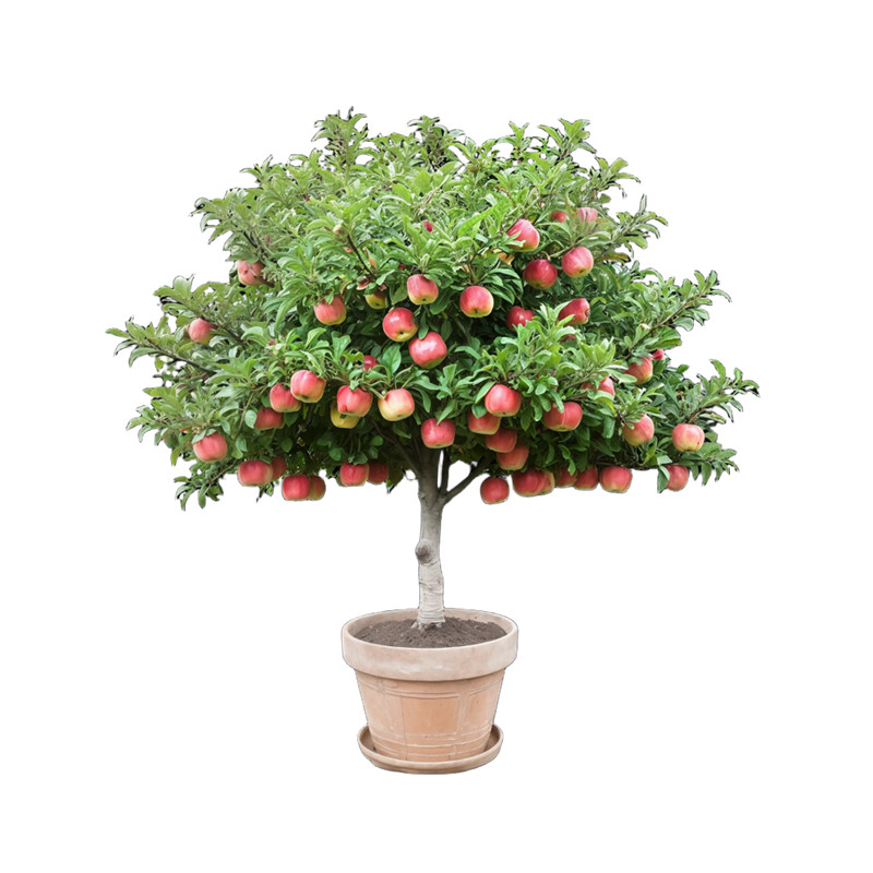 特大冰糖心红富士苹果树嫁接果苗大树盆栽地栽南北方四季种植庭院