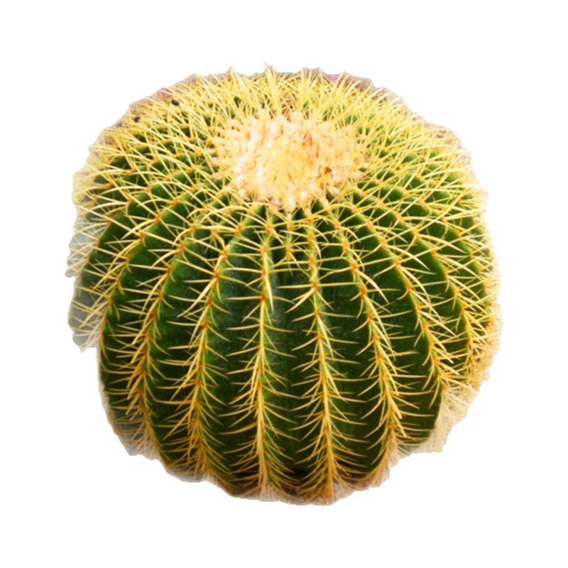 金琥仙人球盆栽室内多肉植物