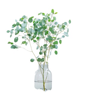 鲜切绿植 鲜花云南直发 新鲜尤加利叶 圆叶 全店任意2扎顺丰空运