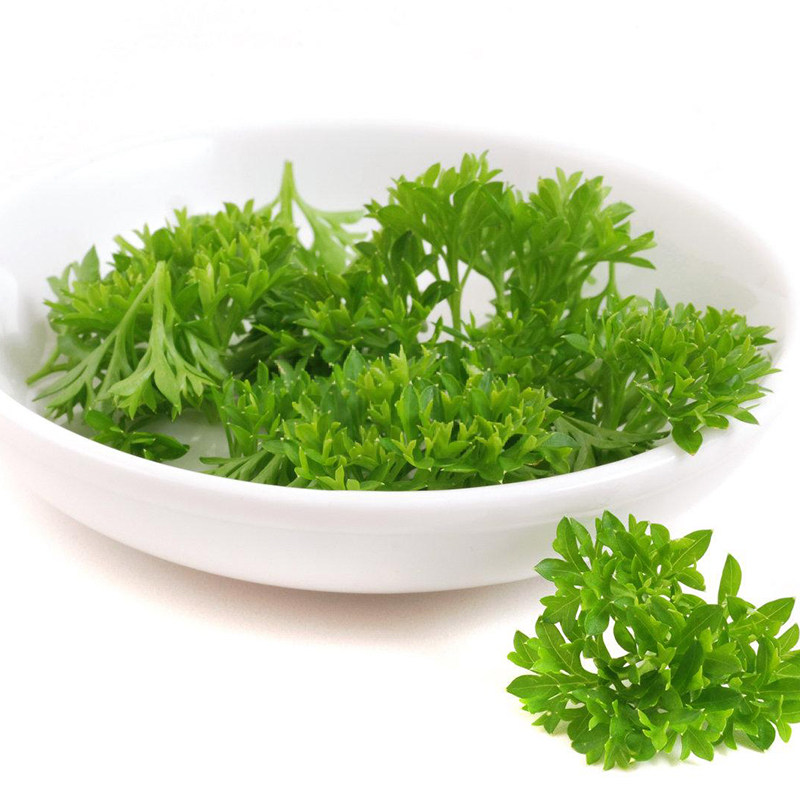 新鲜番西蔬菜法国香芹荷兰欧芹西洋芹西餐厅蛋糕摆盘装饰用品500g