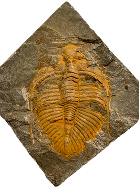 天然古生物王冠三叶虫化石标本