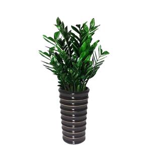 金钱树花卉植物金钱树