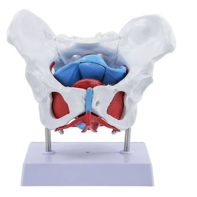 美善模型女性骨盆骨骼教学