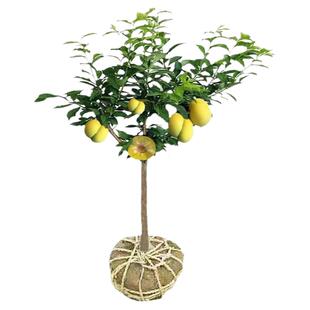 蜂糖李子树苗脆红李嫁接果树苗清脆李盆栽地栽南北方种植当年结果