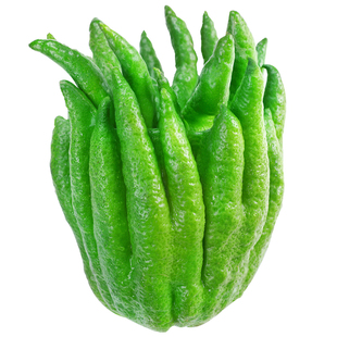 云南新鲜佛手果柑单个香橼大佛手柑鲜果食用清供把玩闻香观赏包邮