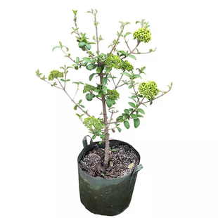 木本绣球树苗中华木绣球苗麻球玫瑰达人八仙绣球花苗盆栽庭院植物