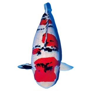 锦鲤鱼活鱼冷水观赏鱼大型淡水草金鱼好养招财鱼日本德系松叶孔雀