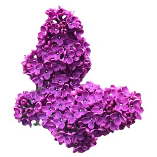 丁香花树苗盆栽庭院地栽欧洲紫丁香树苗开花浓香花卉耐寒植物四季