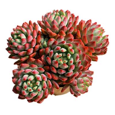 蓝苹果蓝精灵控养精品阳台办公室