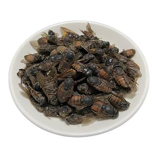 新货牛虻虫 大只牛虻虫中药材 特级牛苍蝇 忙虫正品无杂质不碎