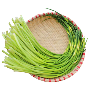 燎原蒜苔2斤本地基地蒜薹脆嫩蒜毫蒜苗自种山东当季青菜新鲜蔬菜