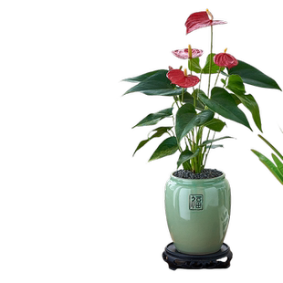 红掌盆栽带花小大叶大花卉驱蚊植物室内阳台水培易活四季绿植开花